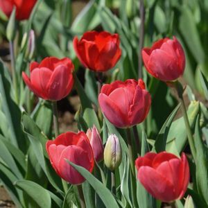 Meet your Posher, Randi